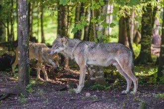 A male grey wolf (Canis lupus lupus) stands in a forest and looks back at his family walking