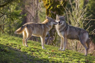Two Eurasian gray wolves (Canis lupus lupus) meet on a meadow, show social behaviour to make