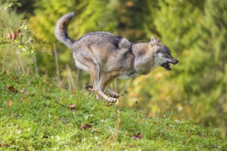A eurasian gray wolf (Canis lupus lupus) runs across a meadow down a hill. Early morning light