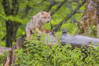 A female eurasian gray wolf (Canis lupus lupus) stands on a small hill between logs and rocks