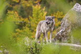 A Eurasian gray wolf (Canis lupus lupus) stands, framed by leaves, on a hill between rocks and