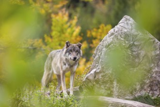 A Eurasian gray wolf (Canis lupus lupus) stands, framed by leaves, on a hill between rocks and