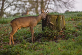 A roebuck (Capreolus capreolus), nibbling moss from a tree stump at sunrise