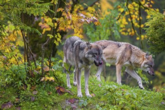 An adult male eurasian gray wolf (Canis lupus lupus) stands on hilly terrain on a green meadow,