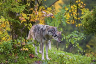 An adult male eurasian gray wolf (Canis lupus lupus) stands on hilly terrain on a green meadow,