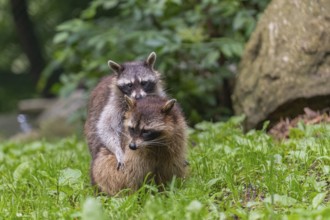 One adult female and one young Raccoon, Procyon lotor, playing on on a meadow in front of a rock.