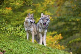 Two eurasian gray wolves (Canis lupus lupus) stand on a hill, observing the area. A forest in fall