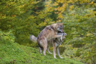 Two eurasian gray wolves (Canis lupus lupus) play on a hill. A forest in fall colours in the