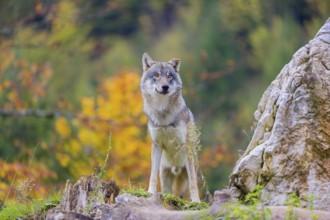 One eurasian gray wolf (Canis lupus lupus) stands on a log in front of a rock between green