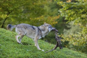 One eurasian gray wolf (Canis lupus lupus) stands on a hill and plays with his food, a leg of his