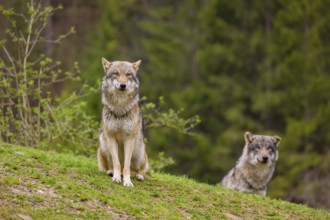 Two eurasian gray wolves (Canis lupus lupus) stand on a hill, observing the area