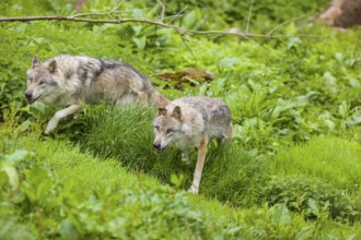 Two eurasian gray wolves (Canis lupus lupus) run over a green meadow in an open forest