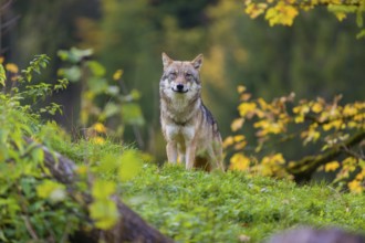 One eurasian gray wolf (Canis lupus lupus) stands on a hill, observing the area. A forest in fall