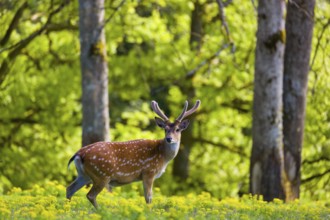 One male Manchurian sika deer or Dybowski's sika deer (Cervus nippon mantchuricus or Cervus nippon