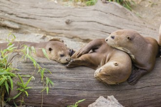 A family of giant otter or giant river otter (Pteronura brasiliensis) rest on a river bank