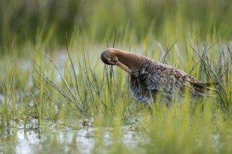Black-tailed godwit (Limosa limosa), preening itself, plumage care, in a wet meadow, backlit,