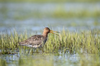 Black-tailed godwit (Limosa limosa), calling, in a wet meadow, Ochsenmoor, Dümmer, Lemförde, Lower