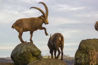 Two ibex (Capra ibex), a male and a female, stand on a rock. The male touches the female gentle
