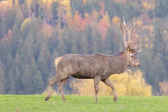A red deer stag (Cervus elaphus) runs across a meadow in the shadow of the beautiful morning light