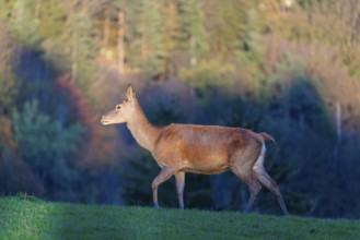 A red deer hind (Cervus elaphus) runs across a meadow on top of a hill in the beautiful morning