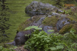 One Eurasian otter (Lutra lutra), walking over a mossy rock. Green water reflections in the