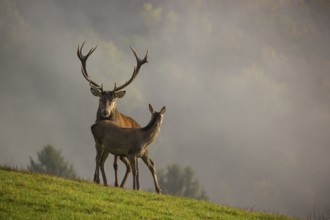 A red deer stag (Cervus elaphus) and a hind are standing in a meadow in hilly terrain. A forest