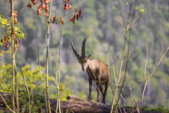 A young male ibex (Capra ibex) stands on a hilltop next to a fallen dead tree on a sunny day in