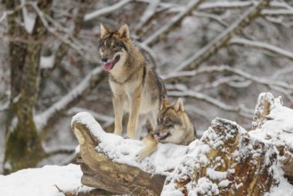 Two grey wolves (Canis lupus lupus) stand on a snow-covered hill behind a fallen tree on a cold,