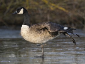 Canada goose (Branta canadensis), standing on a frozen lake, stretching its wing muscles after
