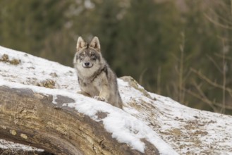 A young grey wolf (Canis lupus lupus) stands with his front paws on a snow-covered, fallen tree
