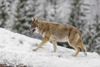 A young grey wolf (Canis lupus lupus) runs across the sloping, snow-covered meadow at the edge of a