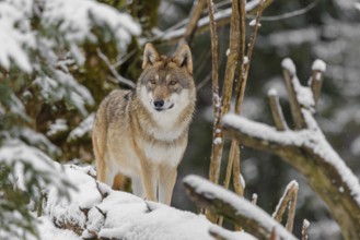 An adult female grey wolf (Canis lupus lupus) stands in the thicket of a sloping, snow-covered