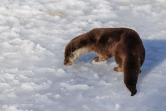 On a sunny day an otter (Lutra lutra) runs across the snow-covered frozen river and sniffes on the