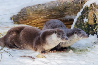 On a sunny day two otters (Lutra lutra) sit in the snow in front of a root of a dead tree