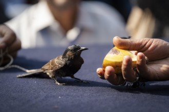 Hajo, India. 15 January 2024. Red-vented bulbul birds fight during a traditional bird fighting game