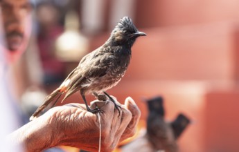 Hajo, India. 15 January 2024. Bird owners hold red-vented bulbuls before fighting during a