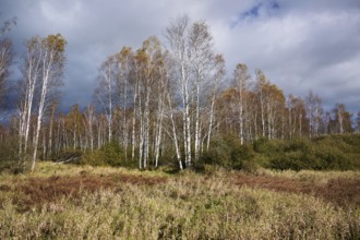 Bog birch (Betula pubescens), in front of a dark sky, Federsee lake nature reserve, UNESCO World