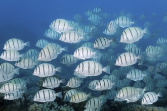 School of convict surgeonfish (Acanthurus triostegus) swimming over coral reef, Fakarava Atoll