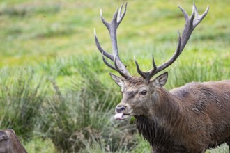 Red deer (Cervus elaphus) Rutting behaviour captive Germany