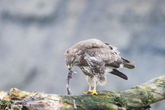 Common buzzard (Buteo buteo) Germany