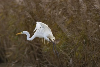 Great White Egret (Egretta alba) Germany