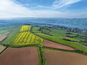 Rapeseed fields over the River Teign from a drone, Teignmouth, Shaldon, Devon, England, United