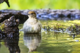Blackcap (Sylvia atricapilla) wbl while bathing Germany
