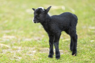 Domestic sheep (Ovis orientalis aries), lamb, with black fur standing on a meadow, Bavaria,
