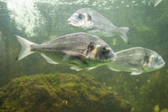 Gilt-head bream (Sparus aurata) swimming under water, captive, Germany, Europe