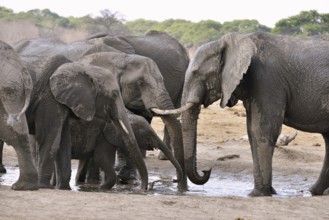 Elephants (Loxodonta africana) drinking at a waterhole, near Somalisa, Hwange National Park,