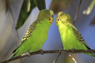 Budgerigars (Melopsittacus undulatus), pair, Alice Springs, Australia, Oceania