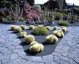 Cactus (Cactaceae) Garden, Lanzarote, Canary Islands, Spain, cactus garden Canary Islands, cacti,
