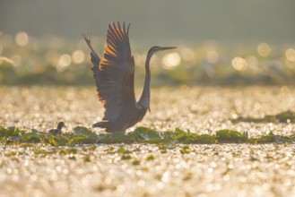 Purple heron (Ardea purpurea), the bird searches for prey in shallow water in the early morning and