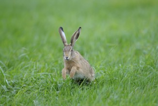 European brown hare, Dingdener Heide nature reserve, North Rhine-Westphalia, Germany, Europe